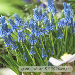 ﾑｽｶﾘ　ﾌﾞﾙｰﾏｼﾞｯｸ